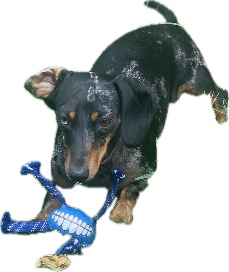 Tank, the cheeky dachshund with the grin toy